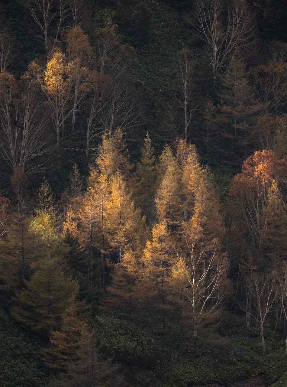 Exemplo de arte pronta com tema de sabedoria